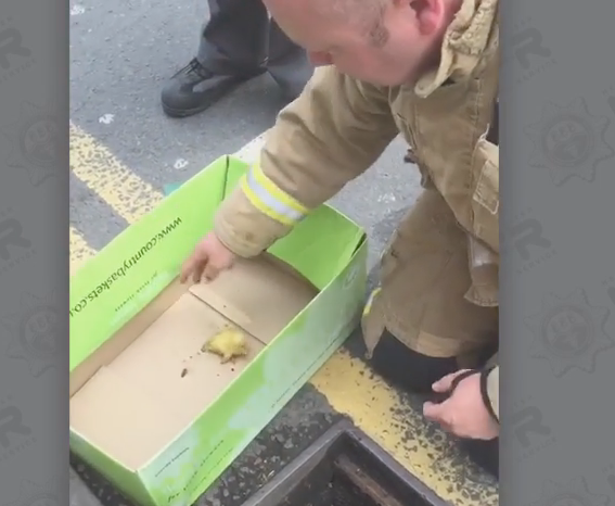 A duckling is rescued from a drain in Worcestershire