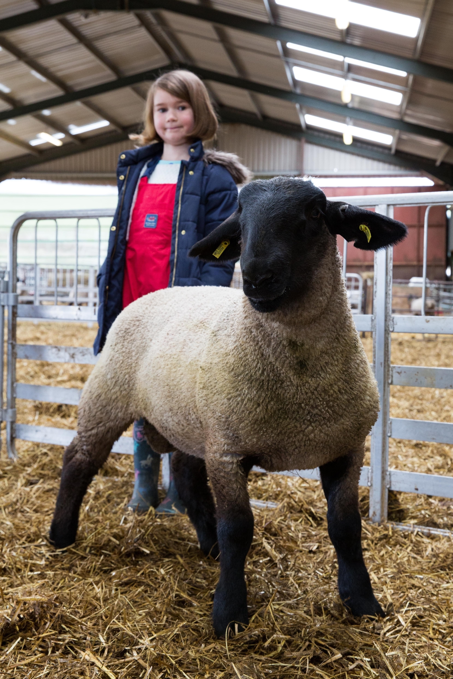 Superhero : Hefty Superman the lamb.