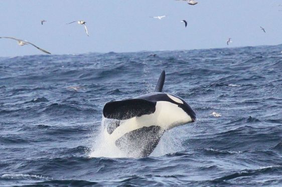 An orca breaches the water at Yell Sound, Shetland (Picture: John Irvine/ Sea Watch Foundation)