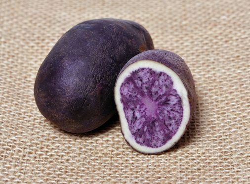 The new purple potato