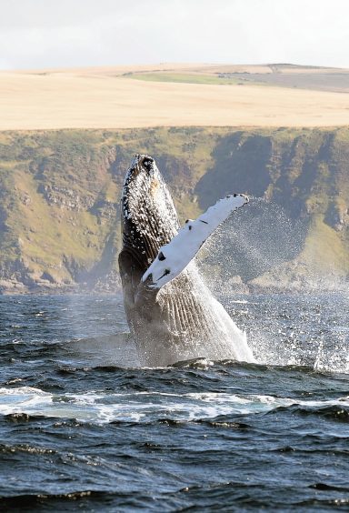 Majestic humpback whale breaks the water off the coast of Scotland near Banff in the Moray Firth