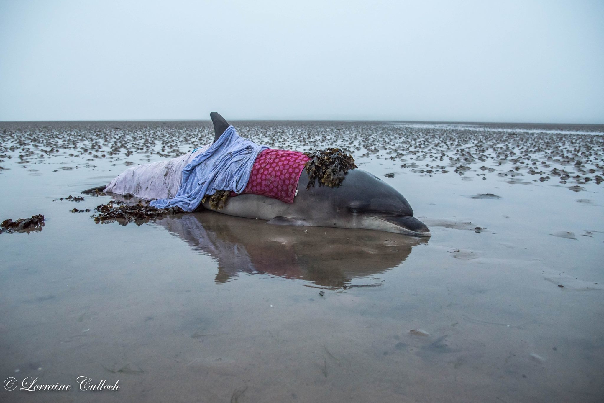 The dolphin was found washed up on the shore