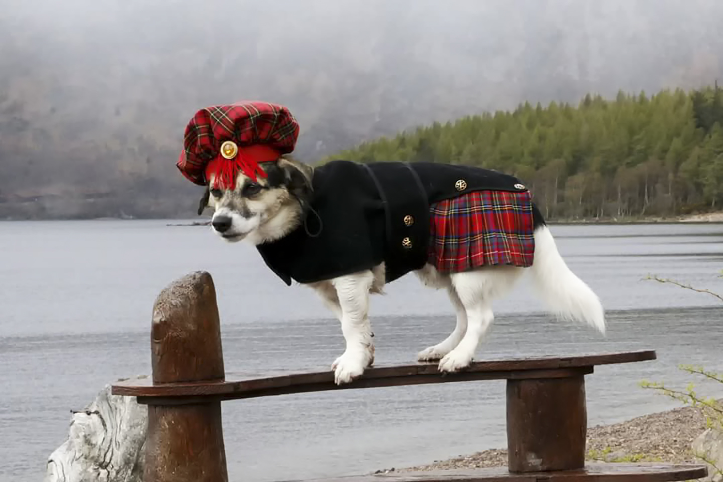 Cluanie the kilted Jack Russell