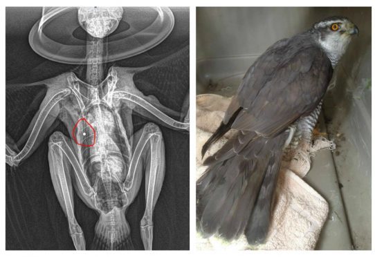 The goshawk had to be put down after being shot