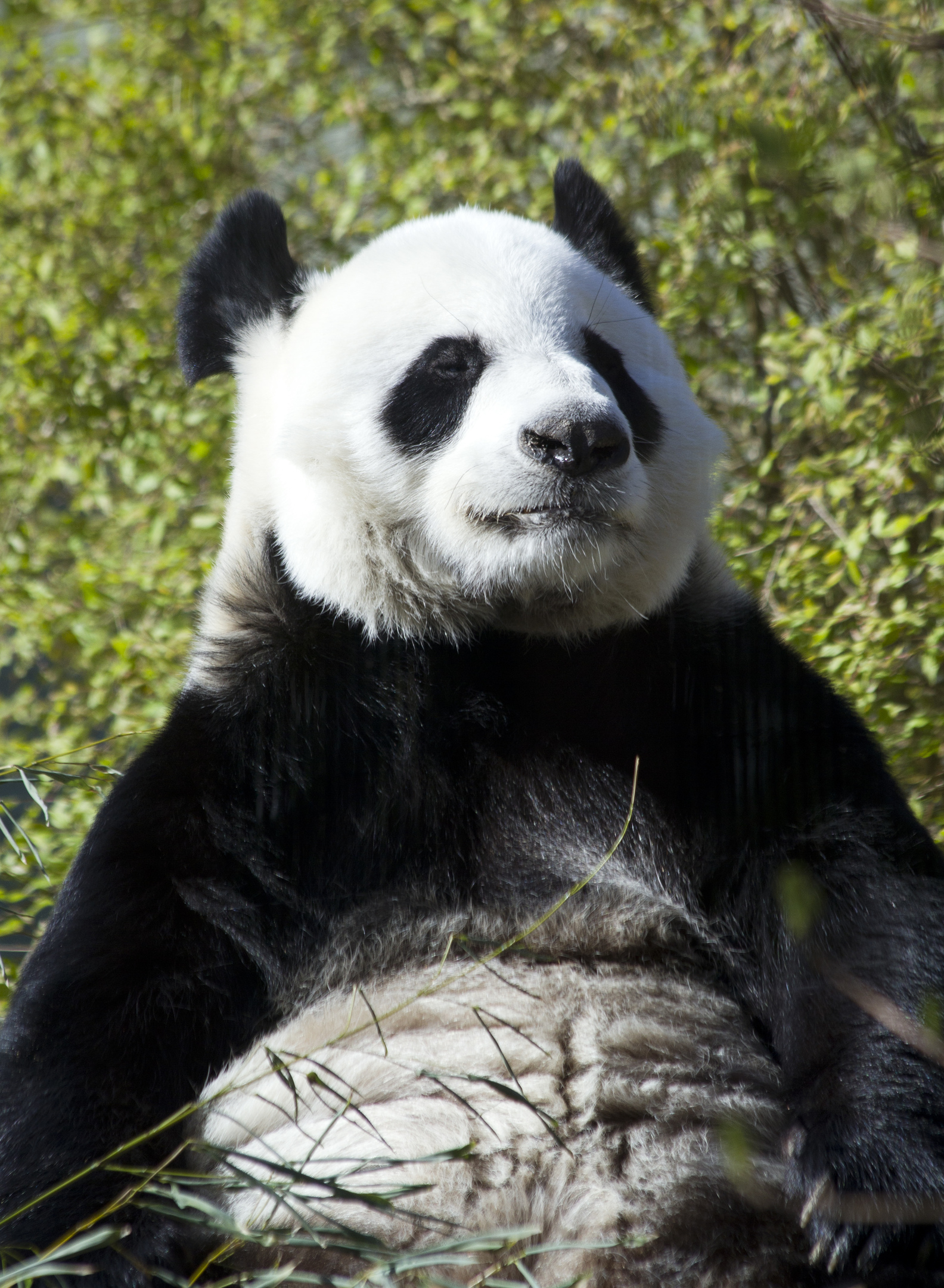 Tian Tian, the female giant panda at Edinburgh Zoo