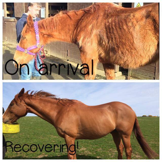 Ginger was in terrible condition when he first arrived at Willows Animal Sanctuary.