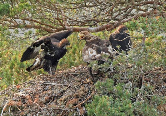 One of Sandy Sutherland's photos of a golden eagle with chicks