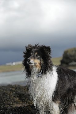 Fenton, the Shetland Sheepdog