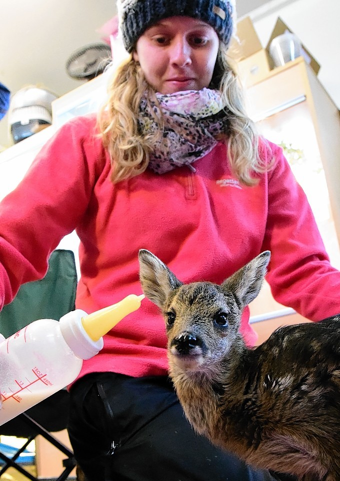 Assistant at New Arc Mel Noble with Mavis the deer. Picture by Kami Thomson  