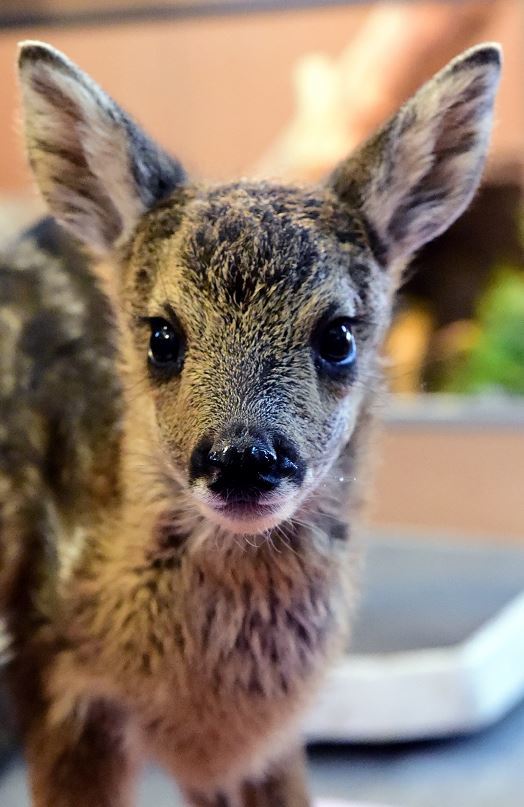 Mavis the baby roe deer at the New Arc. Picture by Kami Thomson.