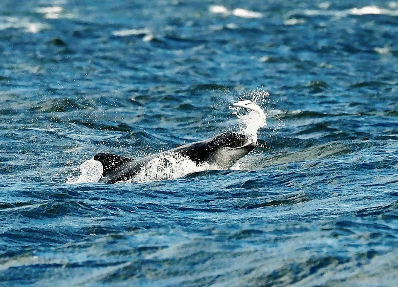 Dolphins living in the north of Scotland have been snapped frolicking in the sea