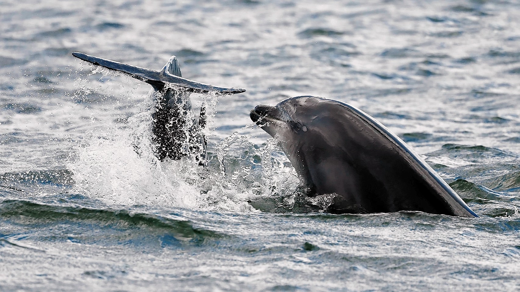 Dolphins living in the north of Scotland have been snapped frolicking in the sea