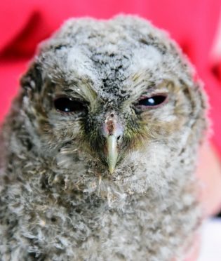 Bob's Buddies in Lonmay has bought three new owls