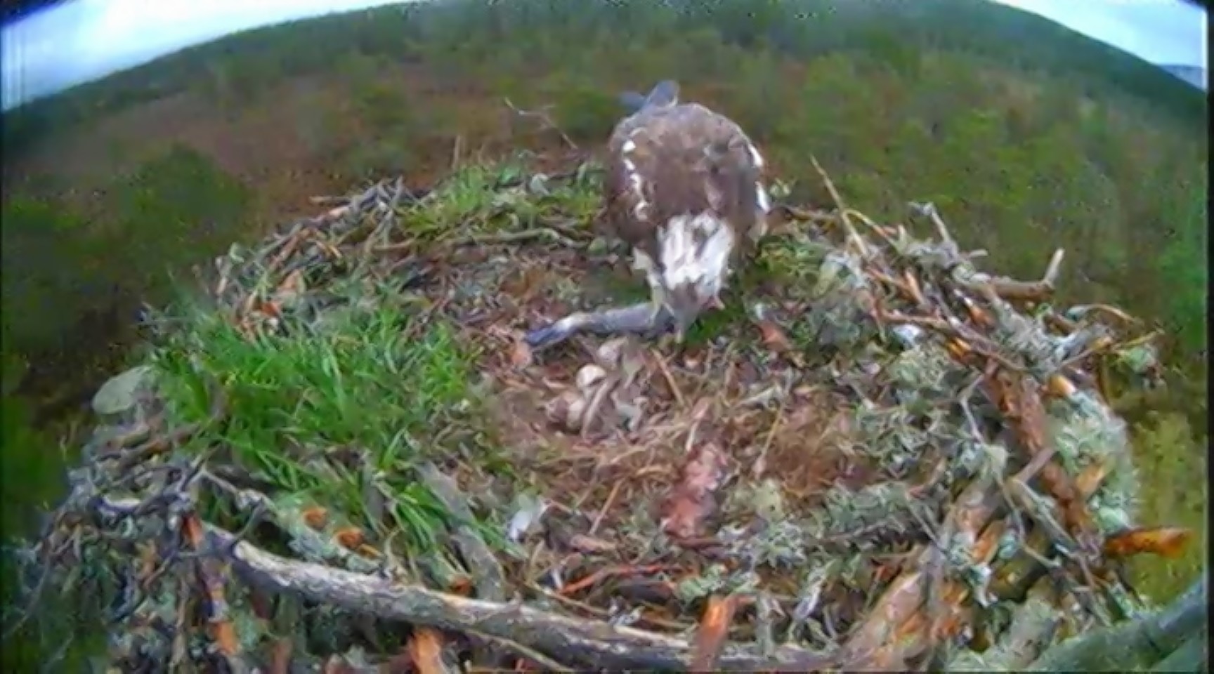 Female EJ and her new partner George produced three eggs last month at RSPB Scotland's Loch Garten reserve in the Cairngorms.