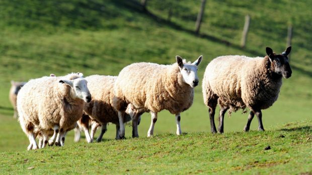 Sheep on a farm