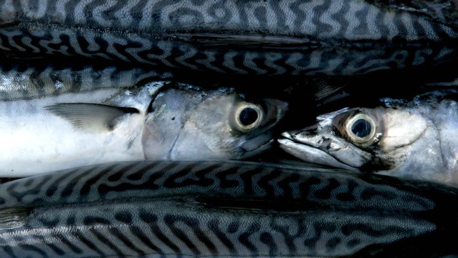 North-east Atlantic mackerel.