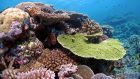 More than a third of the coral in parts of the Great Barrier Reef has been lost, scientists found