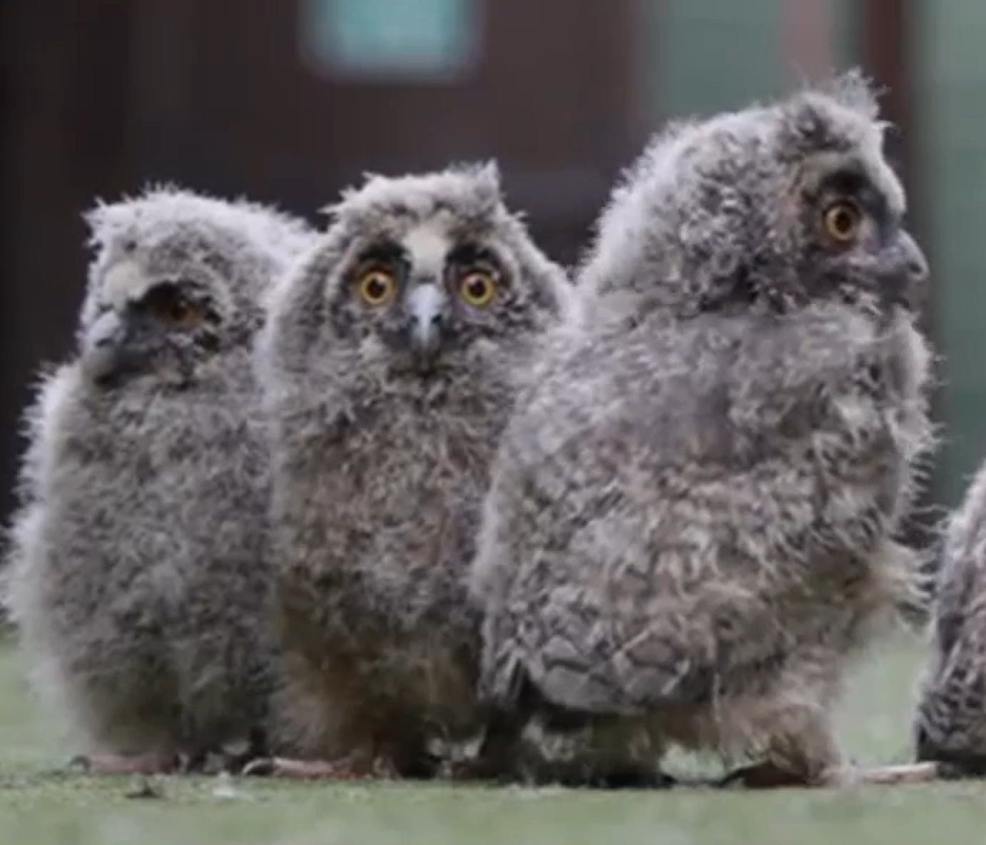 Baby owls arrive at Scottish rescue centre