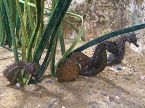 The new seahorses at Macduff Marine Aquarium.