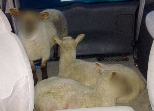Image pixelated by police of the stolen lambs