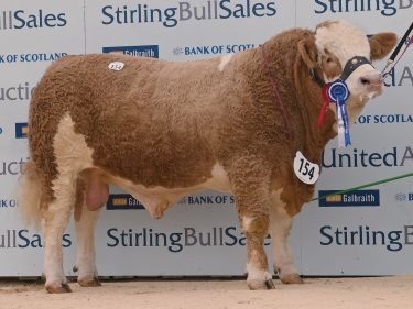 Simmental-champ-Stirling