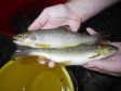 Scottish trout bellies are proving popular in Japan