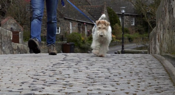 Bertie, the fox terrier from the Granite City