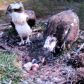 The young bird is is believed to be the first osprey to hatch anywhere in the UK this year.