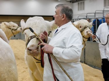 Charolais bulls in the show ring
