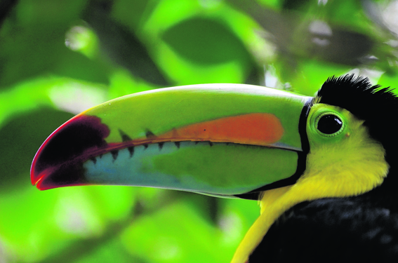 A colourful keel-billed toucan