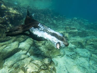 California Sea Lion swimming, Los Islotes