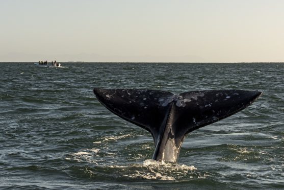 Gray Whale fluke, San Ignacio lagoon, Baja Peninsula, Mexico