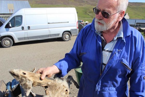 Allan Ridland with one of the murdered sheep