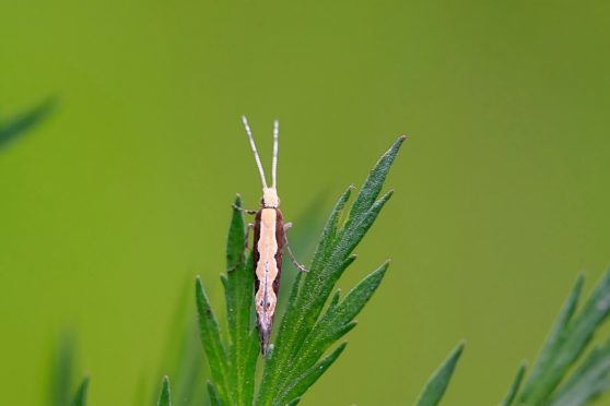 The Diamondback Moth has the potential to devastate crops
