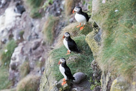 Puffins at Fowlsheugh nature reserve