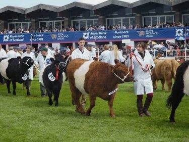 Cattle in the grand parade