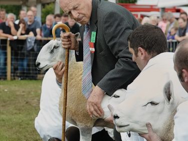 Jimmy Irving inspects sheep during the interbreed championship