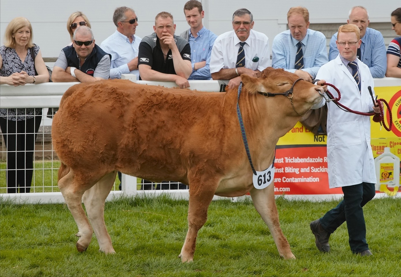 Keen interest in the Limousin judging at the Royal Highland Show today