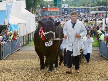 Cattle coming over the new underpass bridge at the Royal Highland Show