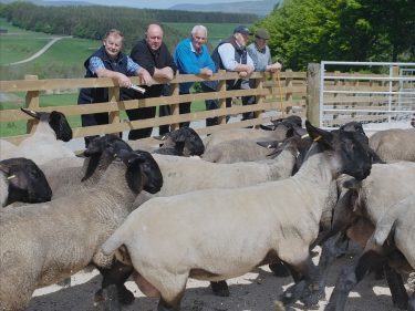 Farmers taking stock of the Suffolk sheep at Blythbank