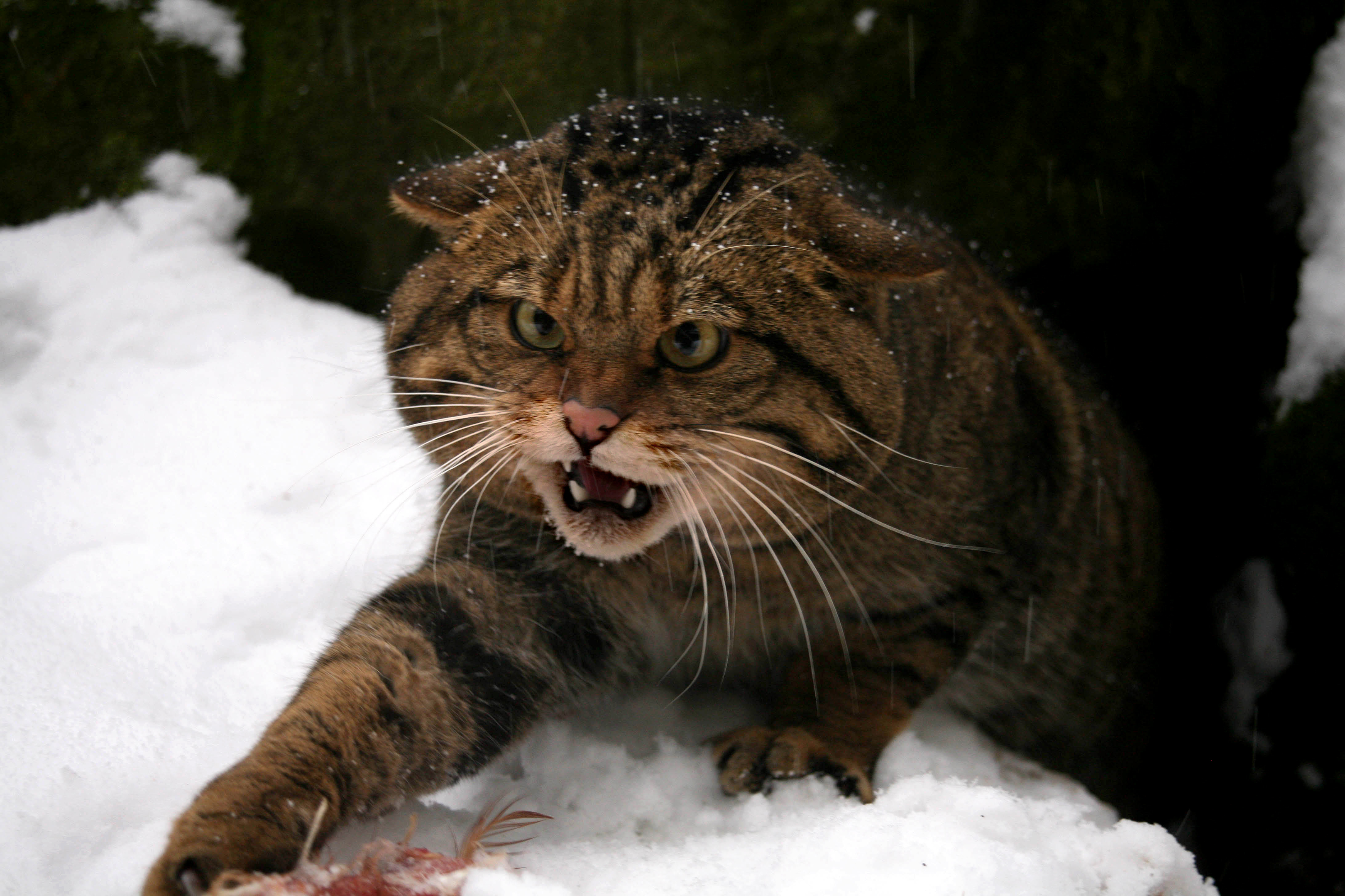 Scottish wildcat