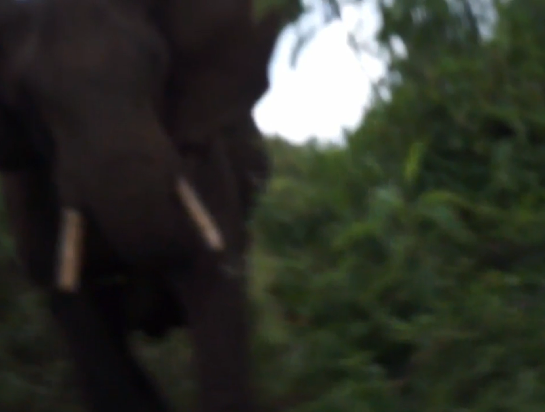 The moment the elephant charged