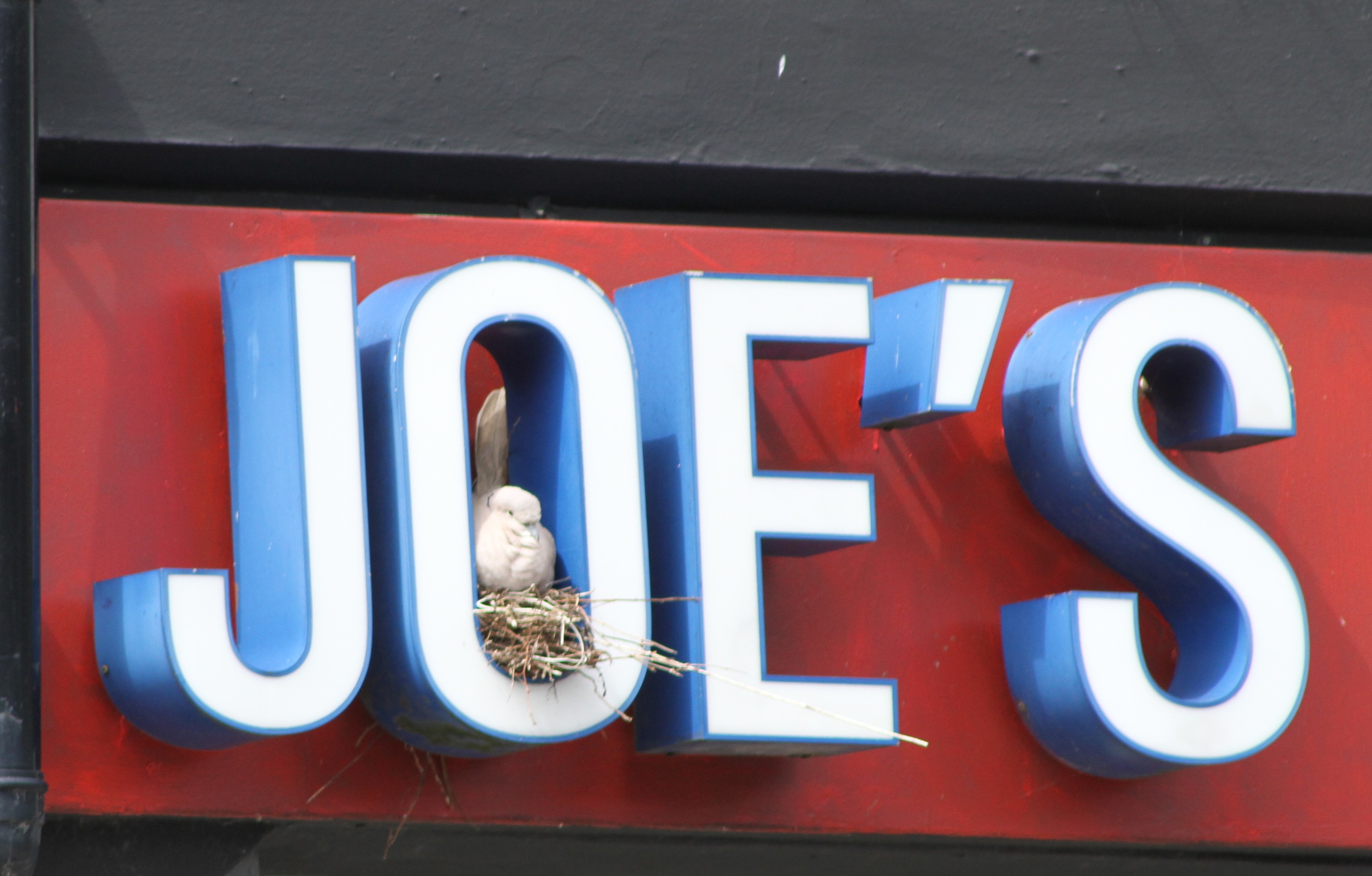 The pigeon at home in the Top Joes sign