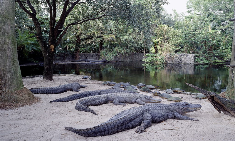 alligators-busch-gardensjpg