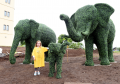 Sandy Ellington from Banchory looking at the newly installed topiary elephants in the new ARCHIE garden outside Royal Aberdeen Children's Hospital. 
Picture by KEVIN EMSLIE
