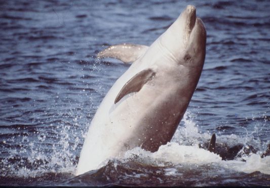 FISHTASTIC: A dolphin