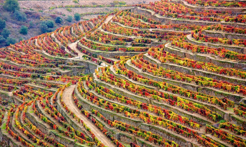 Douro Valley vineyards
