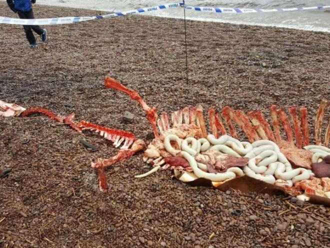 The mysterious remains were found on the shore at Dores Beach