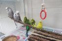 The budgies were found dumped at the side of the A98