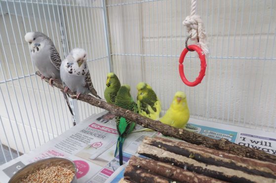 The budgies were found dumped at the side of the A98